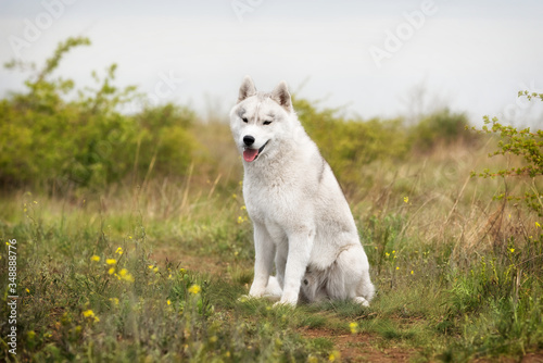 A curious young grey and white Siberian husky male dog with brown eyes is sitting at green grass with some yellow flowers around him. He is very adorable and nice. The sky is grey..