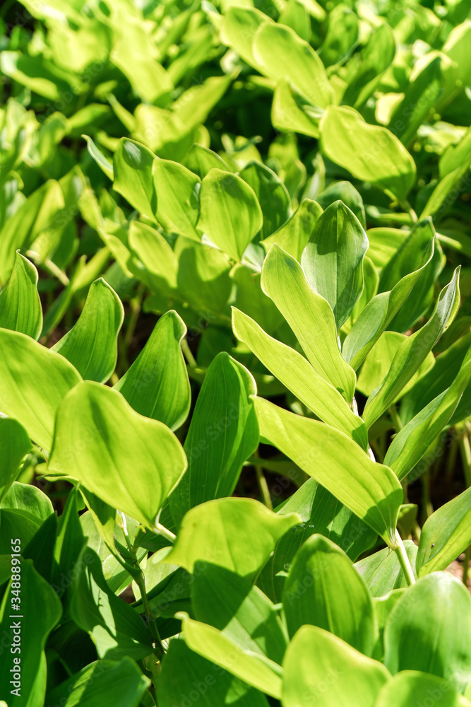 Fototapeta premium Close-up of green leaves in the sun