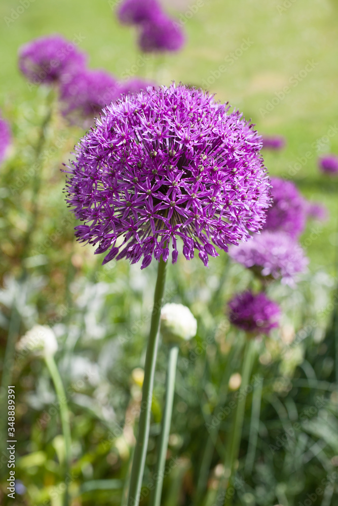 Obraz premium Giant onion flowers in full bloom