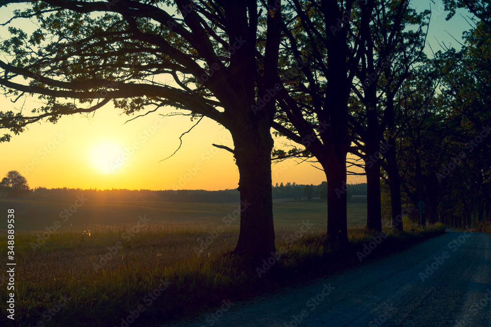 Dusty dirt road with mighty oaks in autumn at sunset. Ligatne, Latvia Dusty dirt road with mighty oaks in autumn at sunset. Ligatne, Latvia