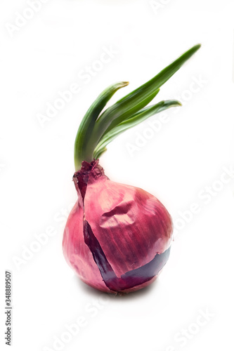 Purple Onion