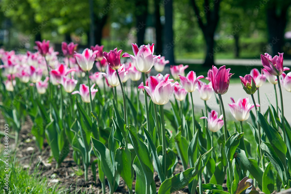 blooming tulip flowers in the park