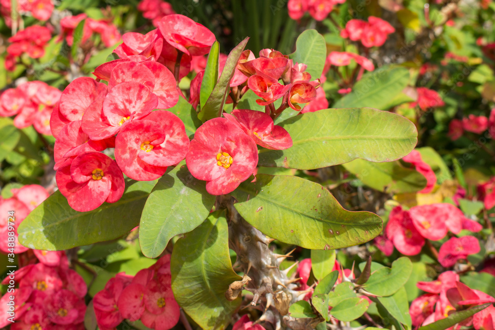 Fototapeta premium blooming of beautiful bright pink flowers