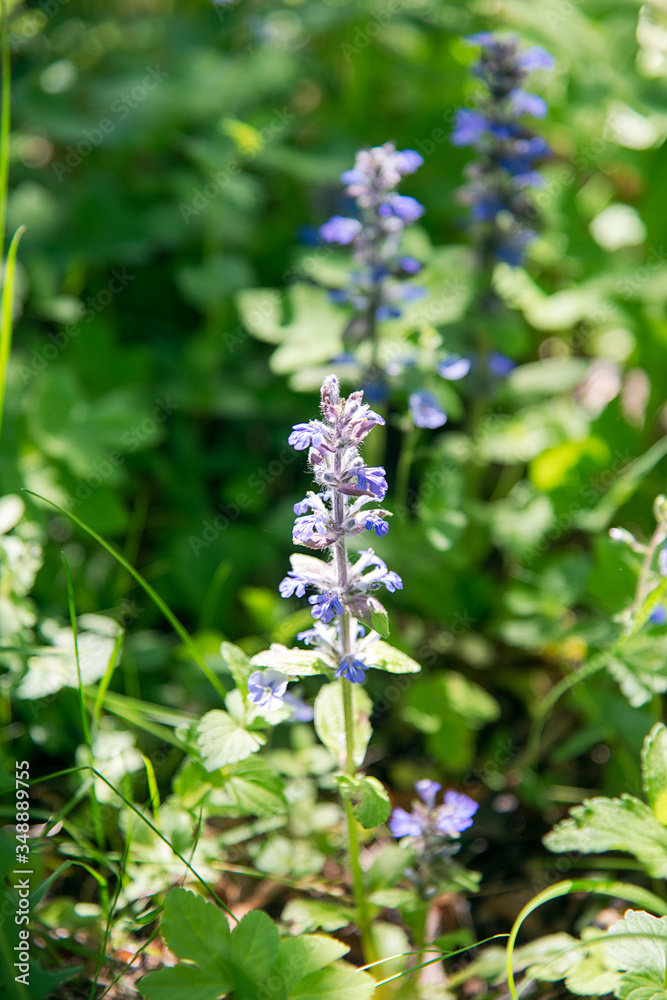 blue ajuga reptans flower in the forest blue ajuga reptans flower in the forest