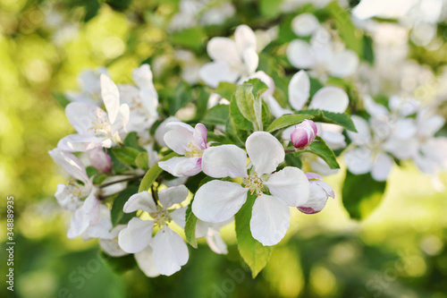 spring apple blossoms