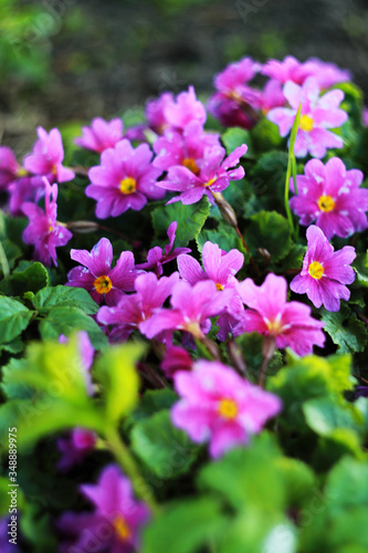 lot of pink phlox flowers