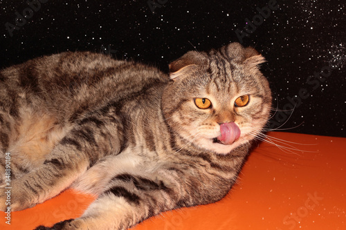 The cat covered his nose with his tongue. Funny cat. Lop-eared pet at home.
