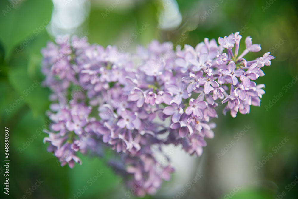 Blooming lilac bushes in the park