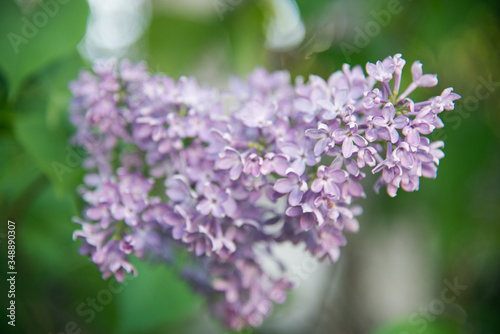 Blooming lilac bushes in the park