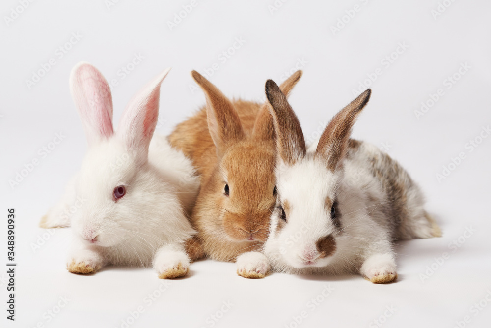 Three little fluffy beautiful rabbits two white and an orange lie on the floor on a white isolated background and look at the camera
