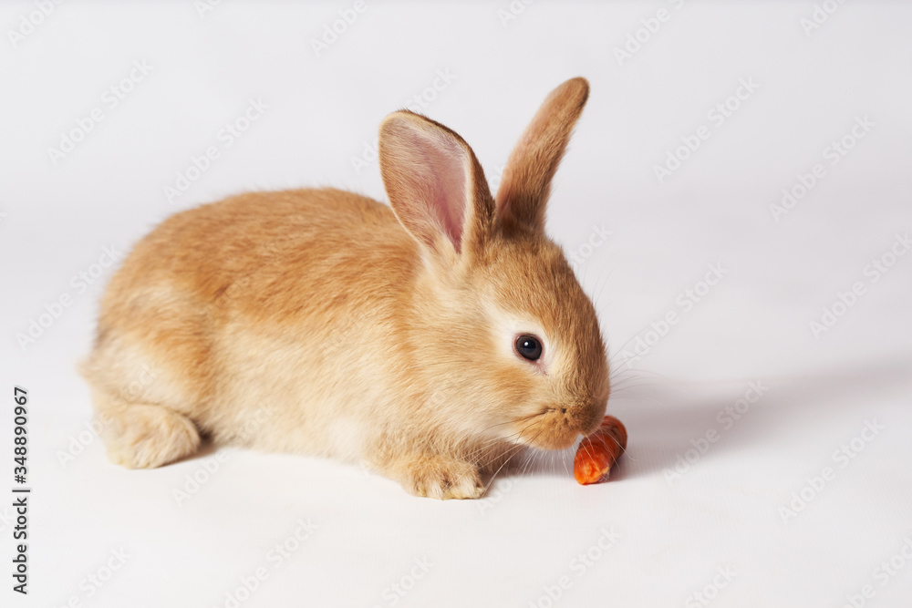 Little orange beautiful rabbit lies on a white isolated background and sniffs a carrot