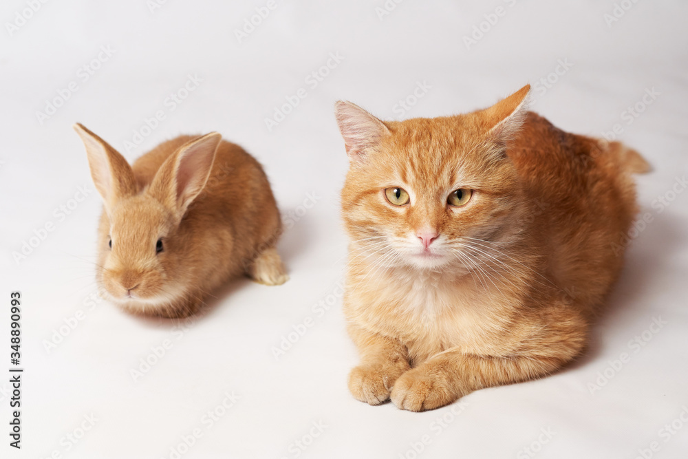 Little orange fluffy rabbit and an orange beautiful cat lie on a white isolated background and look straight Little orange fluffy rabbit and an orange beautiful cat lie on a white isolated background and look straight