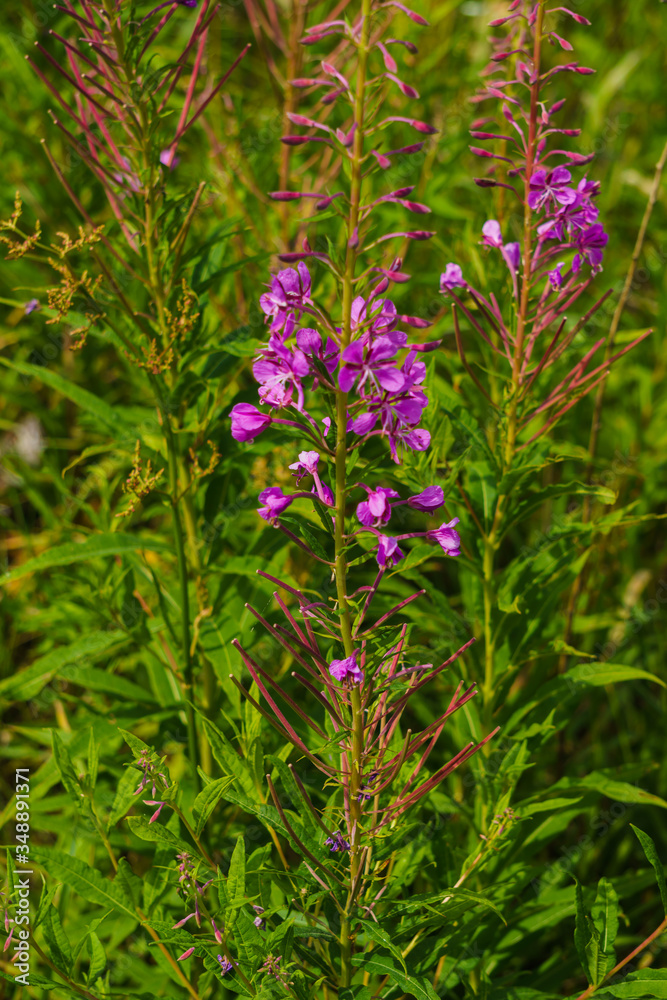 Blossoming shoot of Ivan tea. Epilobium narrow-leaved. Blossoming shoot of Ivan tea. Epilobium narrow-leaved.