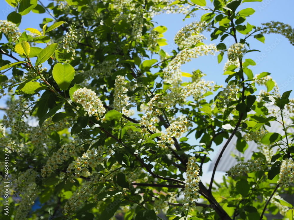 Fototapeta premium branch of bird cherry in front of blue sky. Copy space