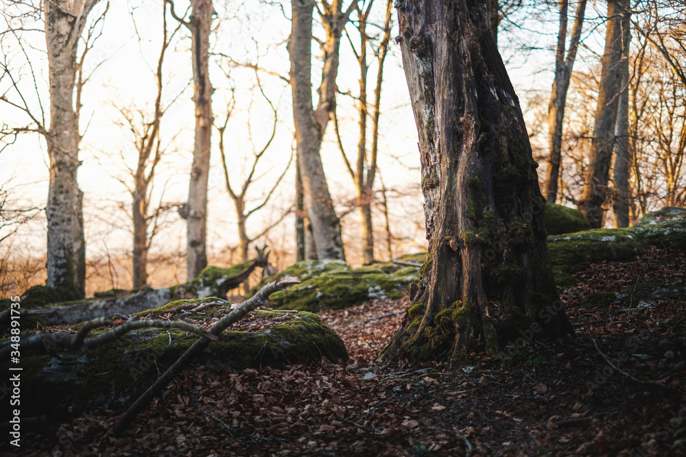 An old tree close to Mount Cimino, Italy An old tree close to Mount Cimino, Italy
