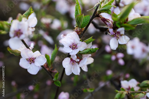 White blossoms on the green branches. Spring concept. First flowers