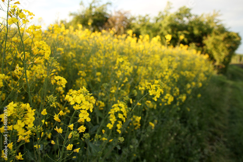 blooming green fields with bright rapeseed flowers  blue sky  natural landscape  concept of beauty of nature  ecology  environment  agricultural  background for designer