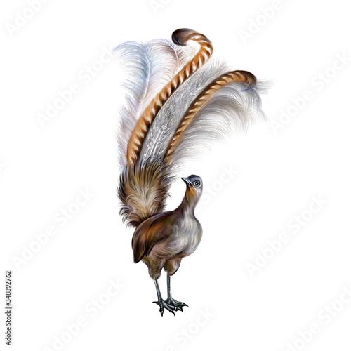 Photography lyrebird (Menura), realistic drawing