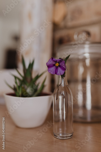purple flower in vase
