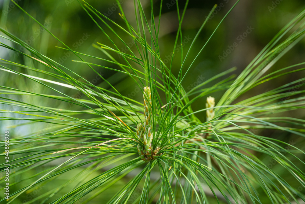 White pine Pinus strobus young shoots on branches with long green needles. Selective macro focus. Original texture of natural pine greenery. White pine Pinus strobus young shoots on branches with long green needles. Selective macro focus. Original texture of natural pine greenery.