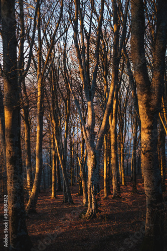 The setting sun among the beech trees of the beech forest of Mount Cimino  Italy