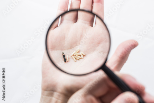 microchip and rice on the hand, size comparison, chipping