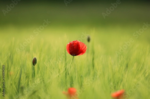 Red poppy flower in green field 