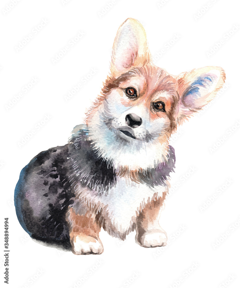 Watercolor illustration of a dog on an isolated white background. Puppies of a German shepherd, beagle, corgi, bulldog, labrador. Cute pets. Hand-drawn pets.