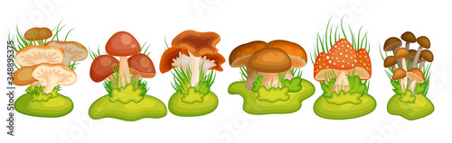 Cartoon mushroom for banner design. Fungi compositions with grass for children prints. Forest background elements set. Autumn plant panorama
