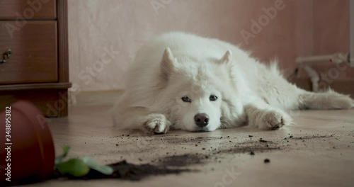Guilty dog on the floor next to an overturned flower