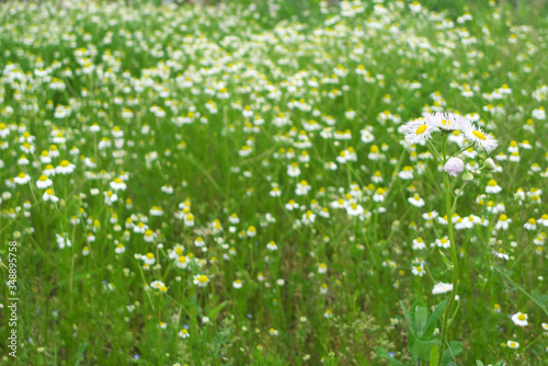 野原のハルジオン - Philadelphia fleabane flowers in the field