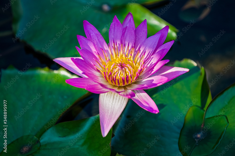 A Beautiful Lotus Flower in the Ornamental Pond, Chi Lin Nunnery, Diamond Hill, Kowloon, Hong Kong, China