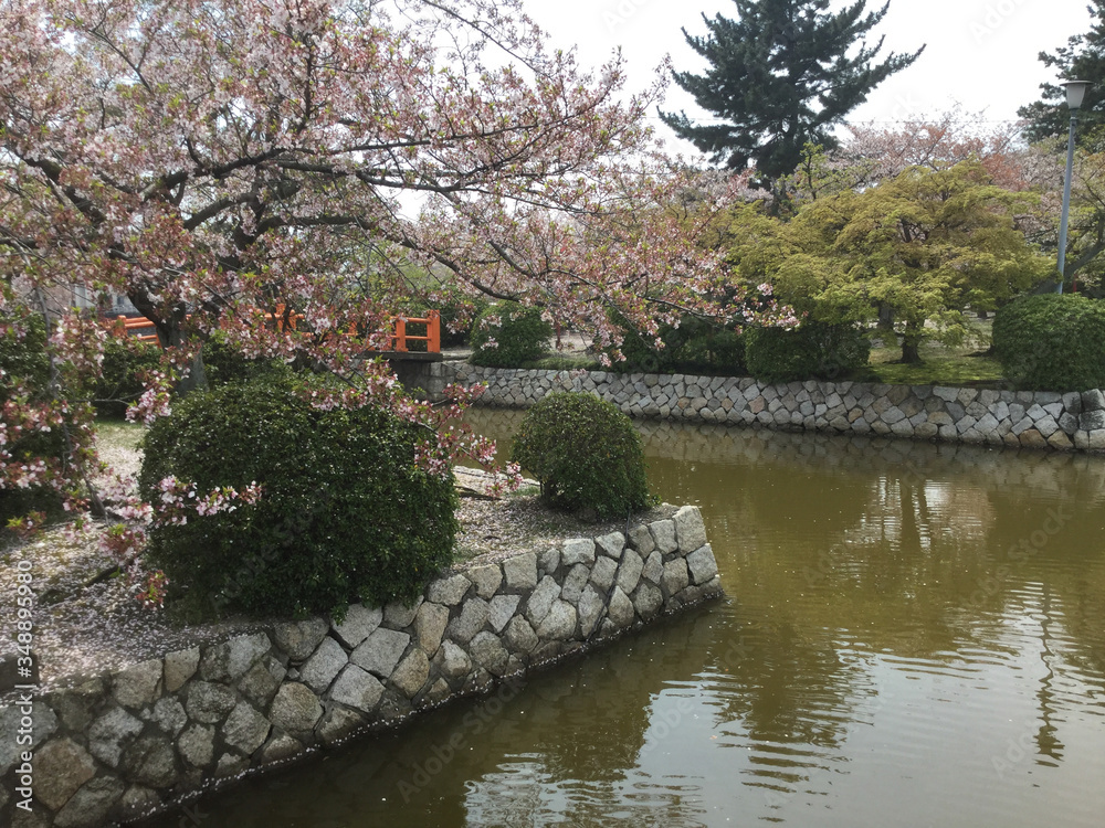 Cherry blossoms of Kyuka Park, which was created by maintaining the Kuwana Castle Ruins Cherry blossoms of Kyuka Park, which was created by maintaining the Kuwana Castle Ruins