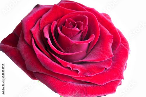Beautiful red rose isolated on a white background. Bright saturated color of petals.