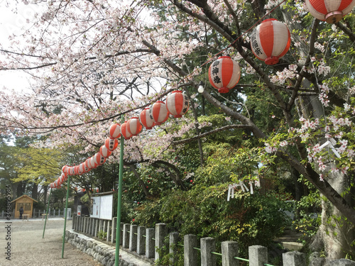 Cherry blossoms of Kyuka Park, which was created by maintaining the Kuwana Castle Ruins photo