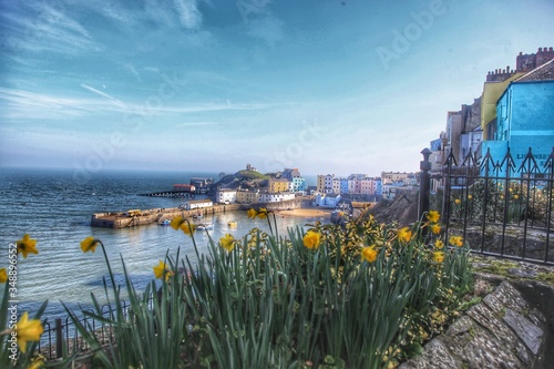 Daffodils in Tenby