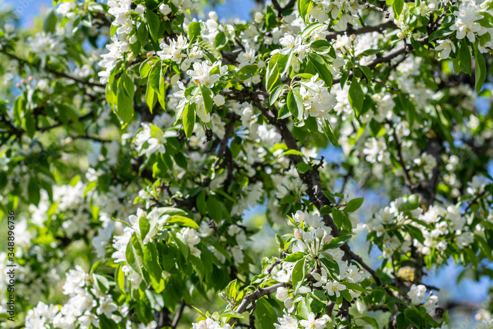 Blooming apple tree in sunny day spring time in a park. Background