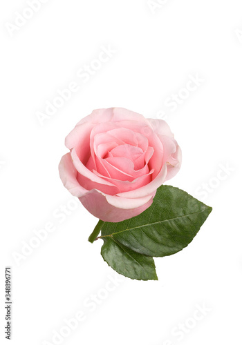 Pink rose on white background