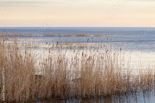 reed near the shore of Lake LadogaLeningrad region  Russia