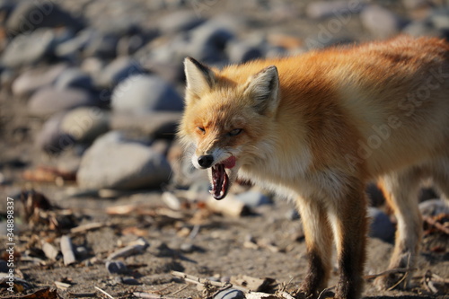 Fototapeta Naklejka Na Ścianę i Meble -  red fox in the wild