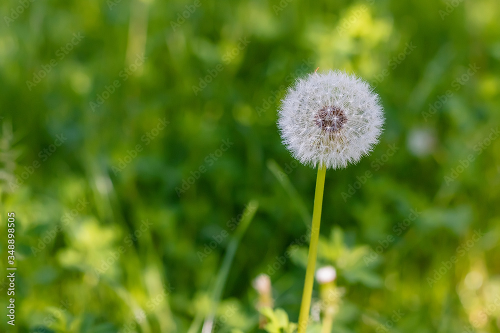 Fluffy dandelion in the field Fluffy dandelion in the field