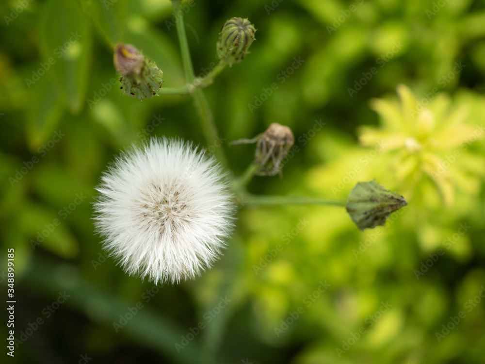 野原の草の綿毛 野原の草の綿毛