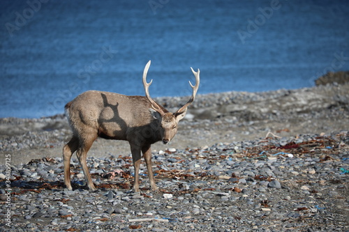 deer is walking close to the sea © Satoshi S