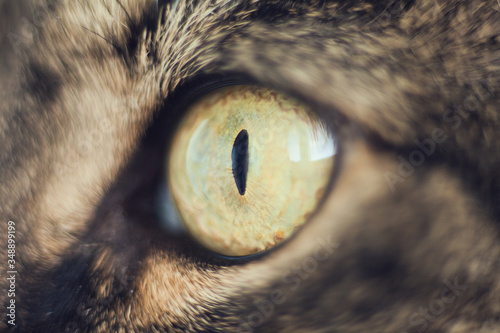 Eye of the cat. Cat's eye, close up