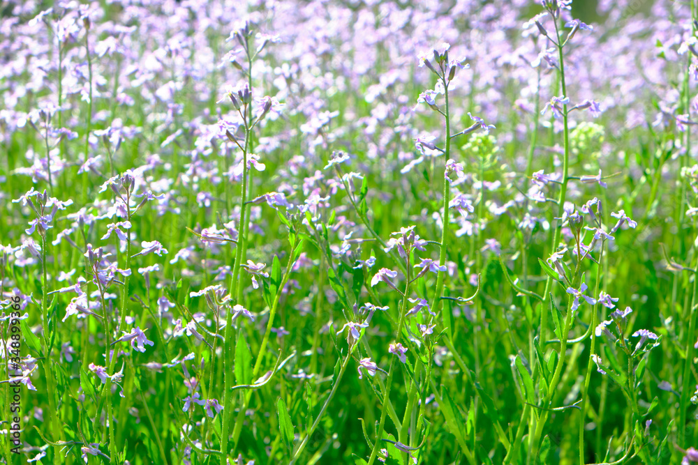 Meadow flowers, beautiful nature Sunny day.