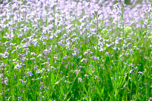 Meadow flowers  beautiful nature Sunny day.