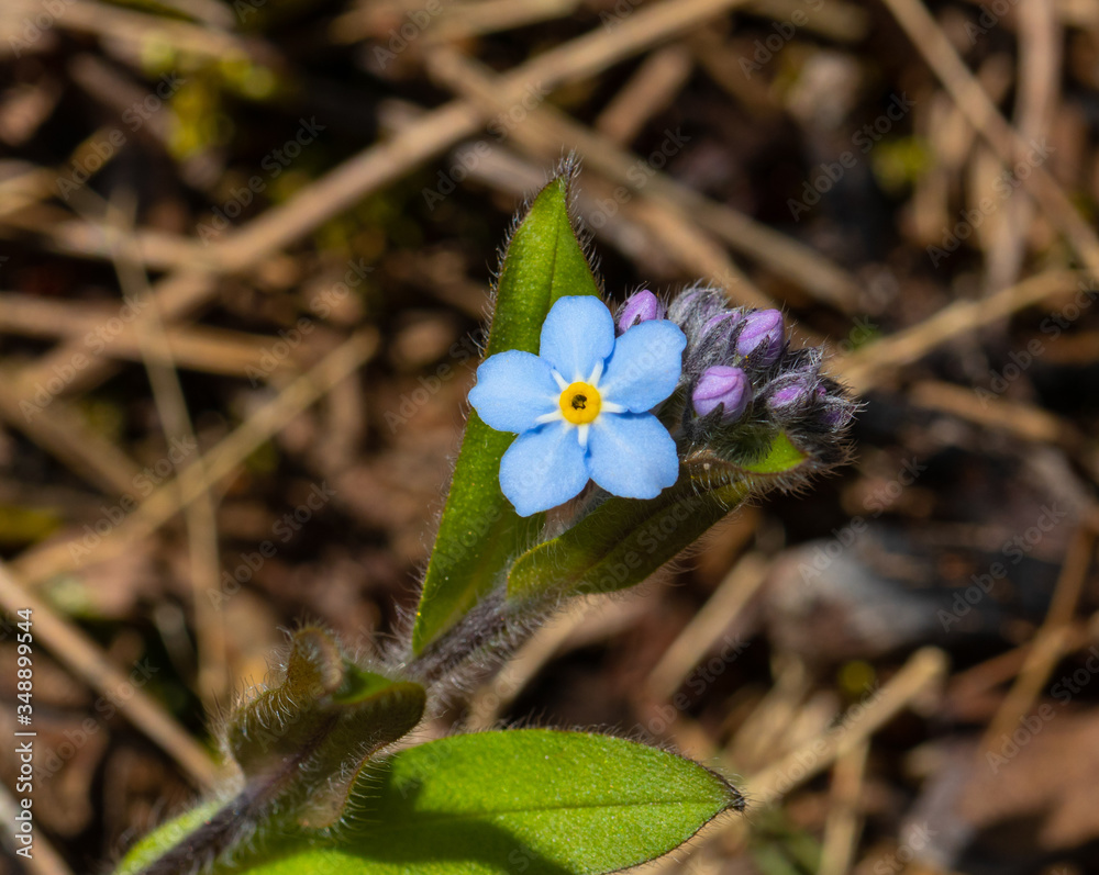 Small, nice, bright blue flowering (Myosotis) in natural