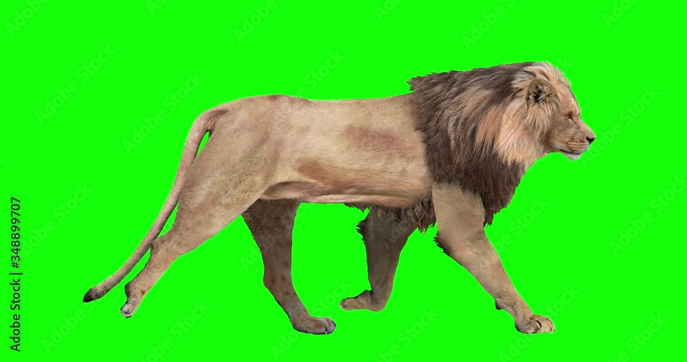 Animated male lion with loopable gait cycles, isolated on green background. Simply edit out any gait and loop it to get a continuous action. Animated male lion with loopable gait cycles, isolated on green background. Simply edit out any gait and loop it to get a continuous action.
