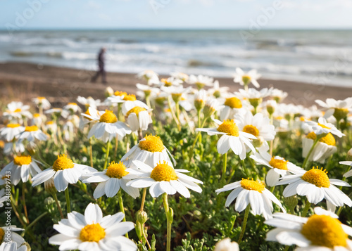 Details of chamomile flowers along Ladispoli beach, Rome © andrea