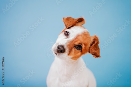 portrait of cute jack russell over blue background. Colorful, spring or summer concept © Eva